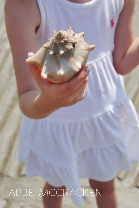 huge shell found during tour with Barrier Island Eco Tours