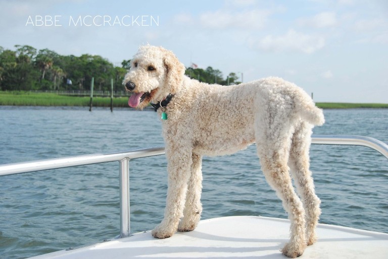 the tour guide's dog Moses, Barrier Island Eco Tours