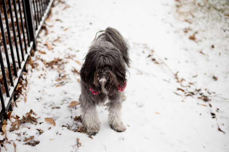 family pet - Max the Tibetan Terrier playing in the snow