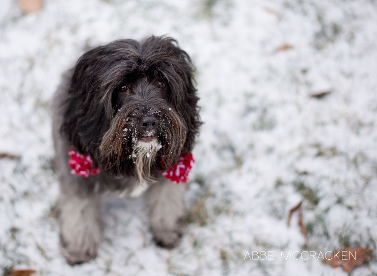 Max the Tibetan Terrier with snow in his beard