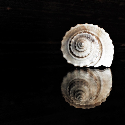 iPhone image - seashell still life from Charlotte photographer Abbe McCracken's Instagram 365
