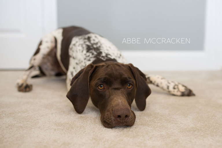 the family pet wonders about the new baby, dog knows he will always be first baby