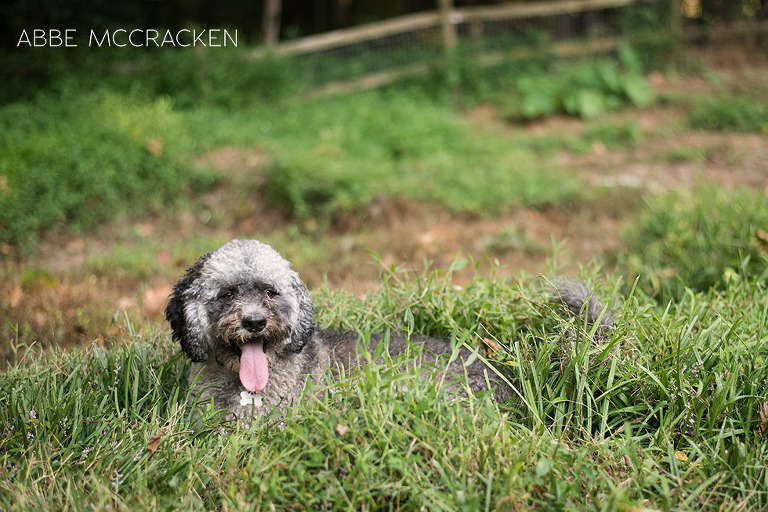 the family dog posing at home in the tall grasses