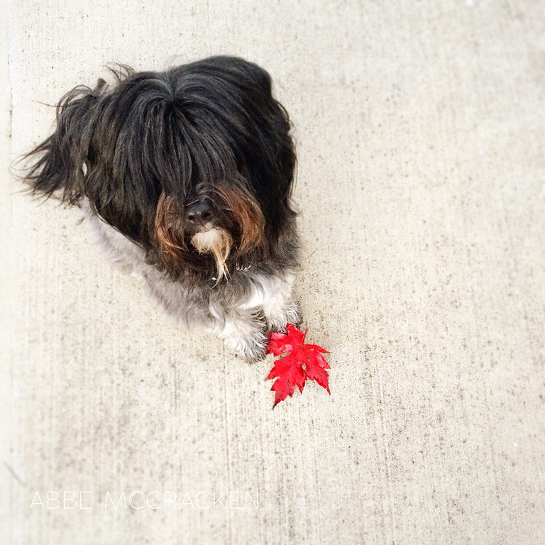 Max the Tibetan Terrier dog finds fall from Instagram 365, taken with iPhone
