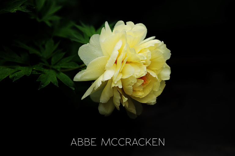 gorgeous yellow peony in full bloom