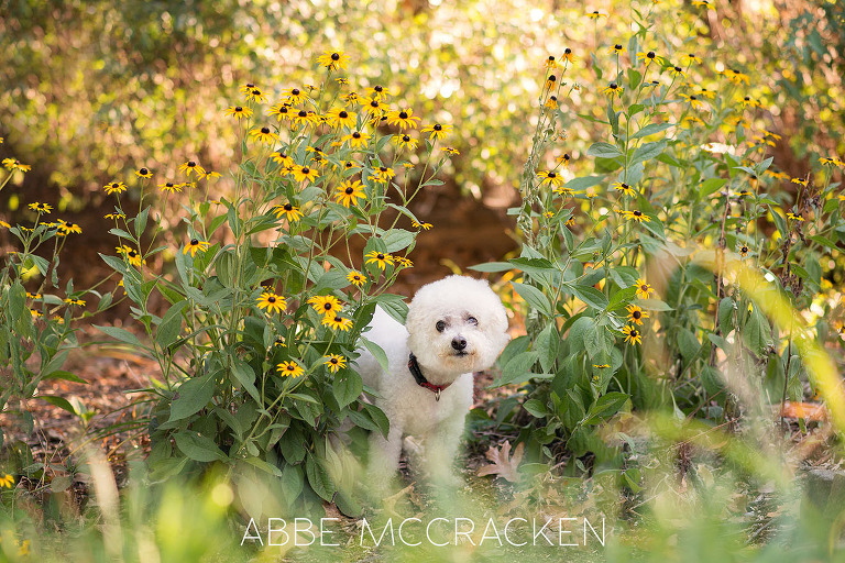 portrait of a dog amongst the flowers in Charlotte's Independence Park - pet photography