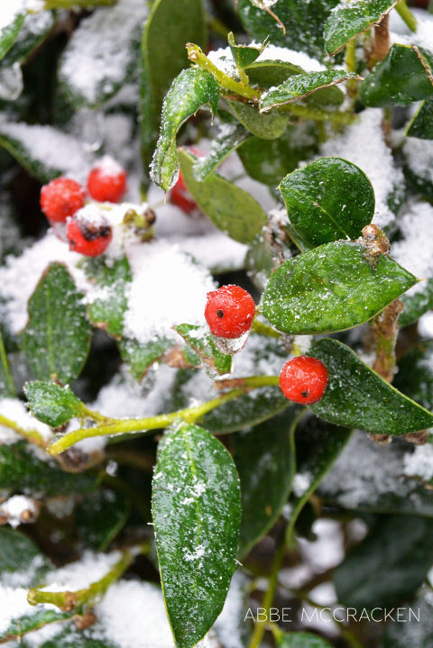 Photo from ice storm in Charlotte NC January 2016