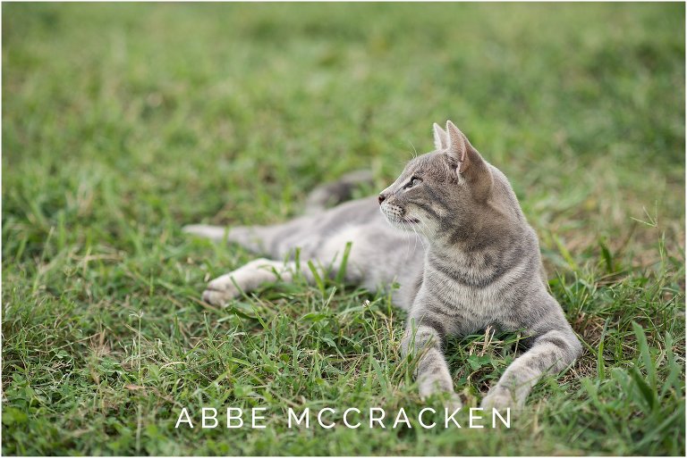 One of several family cats at Old Frankfort Farm and Stables in Waxhaw, NC